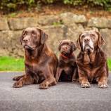 2023.10 - Tierfotos Welpen Labrador Elisa Waldmann_1008_0208_5MB.jpg