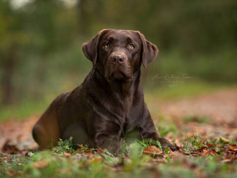 Estelle vom Hisselsberg