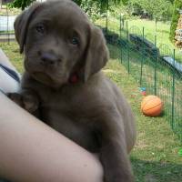 Annabelle (lou).jpg
