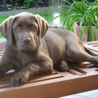 Anton (Max).jpg