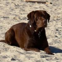 Urlaubsgruesse aus Ruegen von Sonja Hartmut und Max