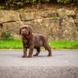 2023.10 - Tierfotos Welpen Labrador Elisa Waldmann_1008_0132_5MB.jpg